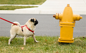 dog-with-fire-hydrant