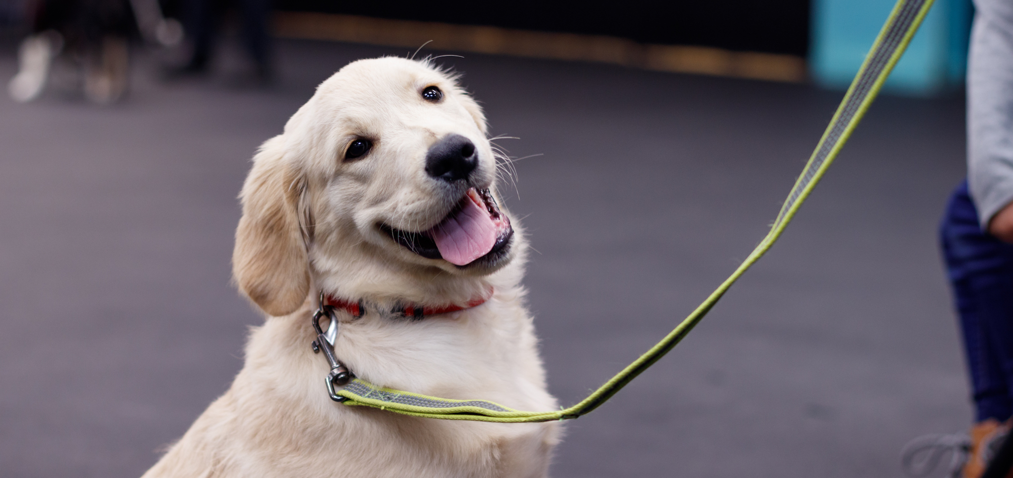 Classes HappyGoLucky Dog Training in Portland, Oregon