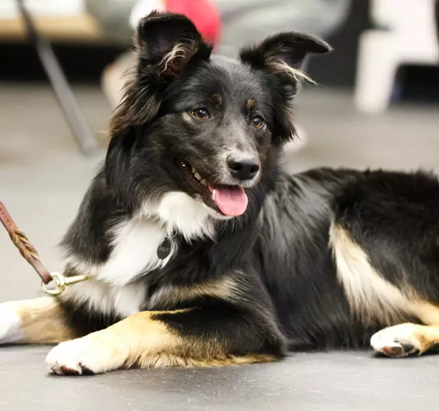 Dog sitting in class