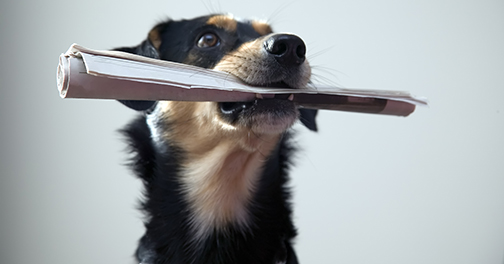 Your Older Dog & New Puppy - Lucky Dog Training Center